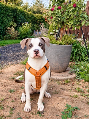 American Staffordshire Terrier Hündin 6 Monate, sucht ein liebevolles Zuhause
