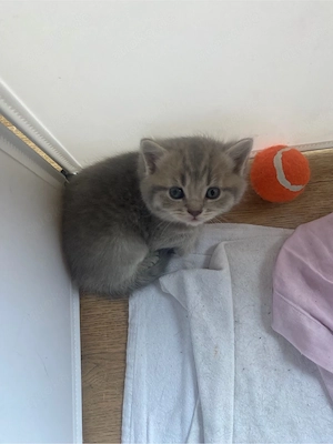 BKH Kitten - Blutgetestete Eltern- noch ein Kater frei 