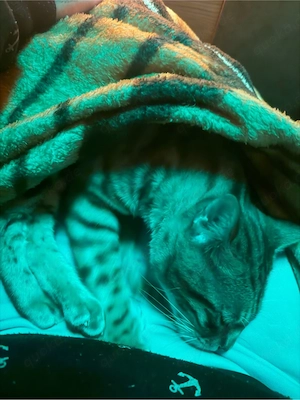hübscher junger bengal kater 