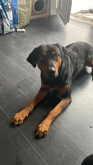 Dobermann Labrador Mischling