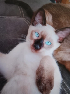 Reinrassige Siam Kitten 