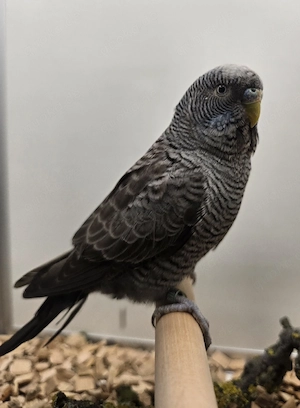 double black Wellensittiche 
