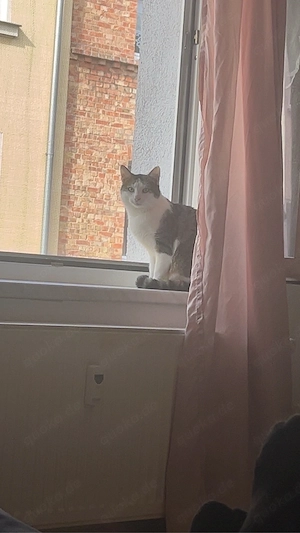   Simba sucht ein liebevolles Für-immer Zuhause  
