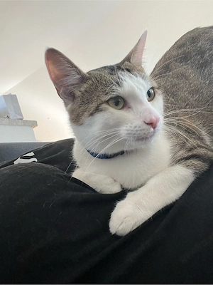   Simba sucht ein liebevolles Für-immer Zuhause  