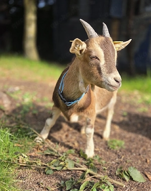 Zwergziegenbock kastriert 