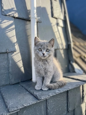 BKH-katzen
