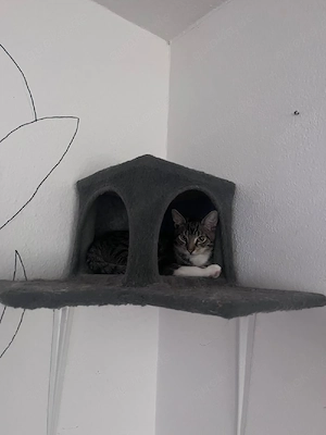 Balou sucht sein Für immer Zuhause 