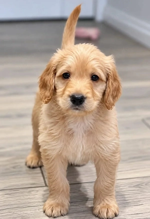 Wunderschöner Apricot Medium-Labradoodle-Rüde 