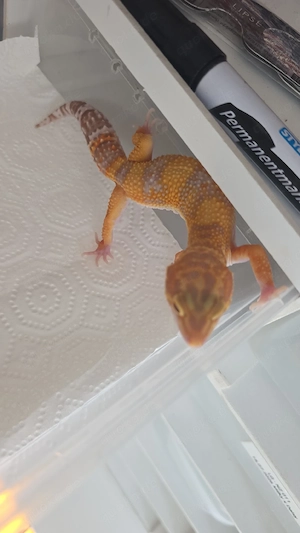 Leopardgecko Nachzuchten 003