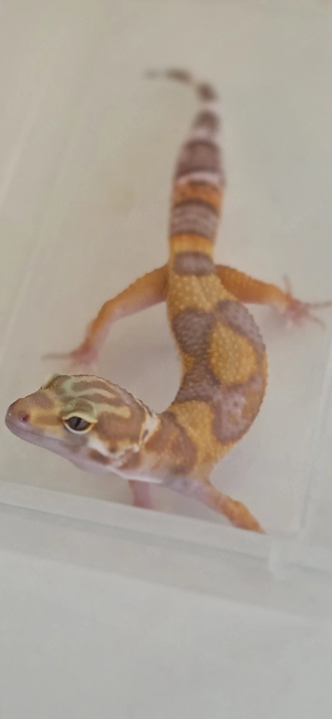 Leopardgecko Nachzuchten 006