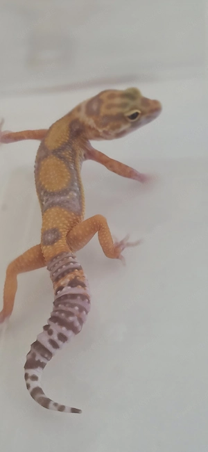 Leopardgecko Nachzuchten 007
