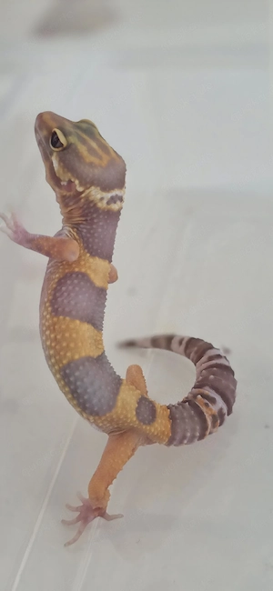 Leopardgecko Nachzuchten 008