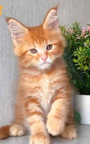 Wunderschöne reinrassige Maine-Coon-Kätzchen (männlich und weiblich)