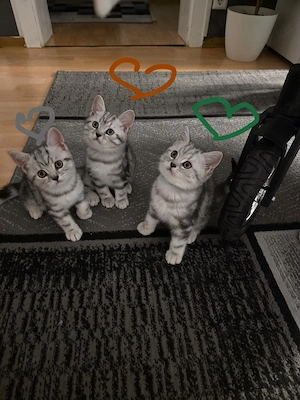 Bkh Whiskas kitten 