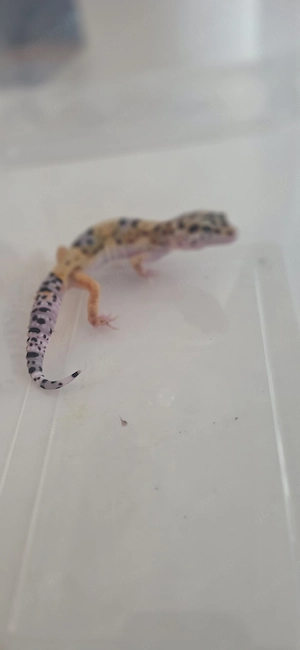 Leopardgecko Nachzuchten 009