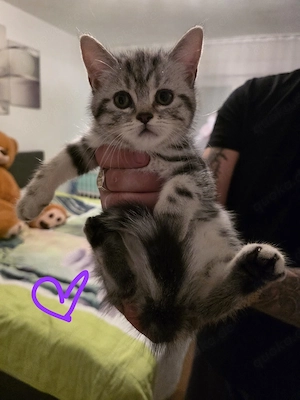BKH Whiskas kitten dringend abzugeben