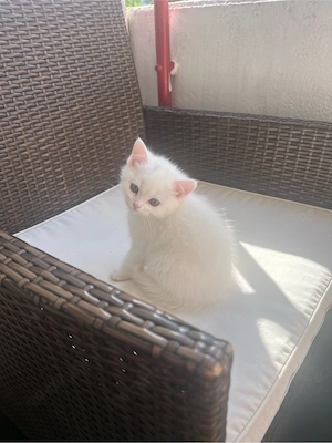 süßes katzen baby