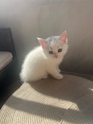 süßes katzen baby