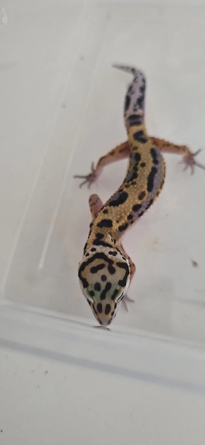 Leopardgecko Nachzuchten 010