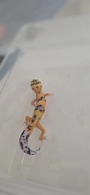 Lepardgecko Nachzuchten 011