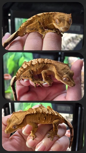 Kronengecko Tiger Männchen 