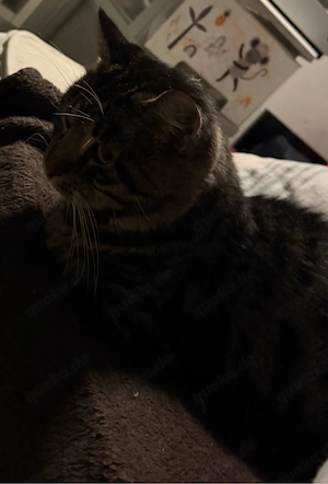 katze männchen  Bild 5