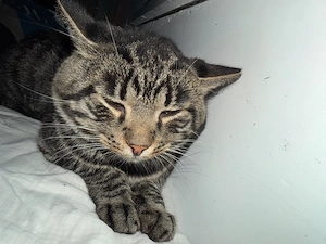 katze männchen  Bild 3