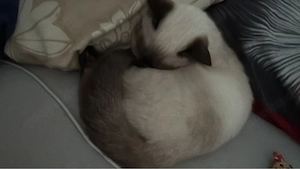 !!!DRINGEND!!! siam katze