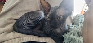 sphynx devon rex kitten mix 