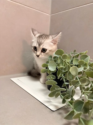 reinrassig BKH kitten abgabe bereit 