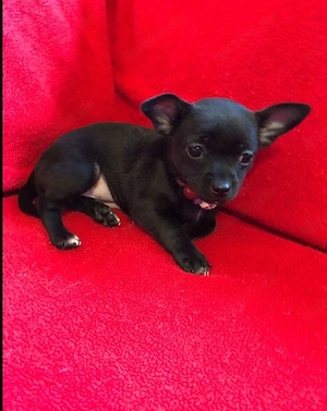 Drei reinrassige, kurzhaarige Chihuahua-Welpen 