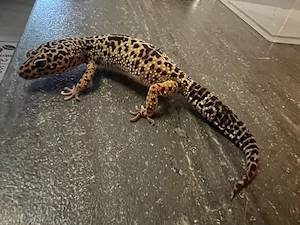 leopardgecko weibchen aus 2024 