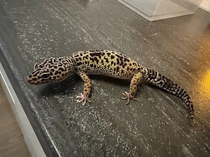 leopardgecko weibchen aus 2024 