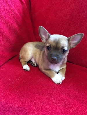 reinrassiger Chihuahua-Welpe  K H.
