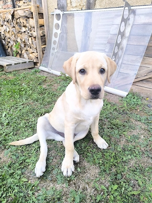 Labrador Retriever 