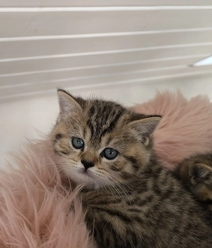 BKH Katzenbabys  Bild 6