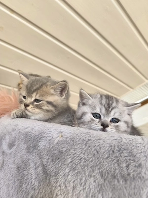 BKH Katzenbabys  Bild 5