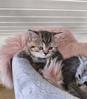 BKH Katzenbabys  Bild 3