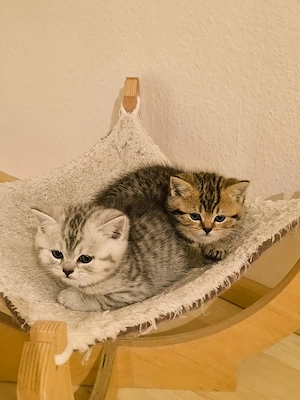 BKH Katzenbabys  Bild 4