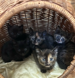 Babykatzen abzugeben