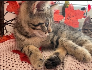 5 kitten (mix) suchen ein zuhause 