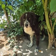 Harry B 65 cm   ein treuer Prachtkerl [auf Pflegestelle in D-55422 Bacharach-Steeg]
