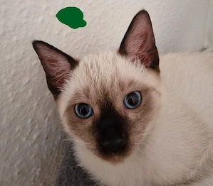 Siamkittys 