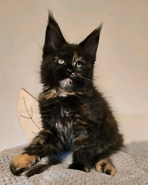 Liebevolle Maine-Coon-Kätzchen suchen ein neues Zuhause     