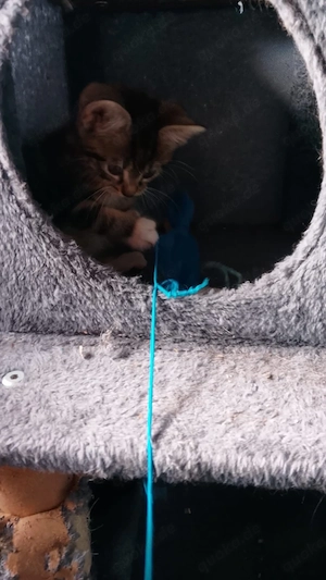 baby kater 