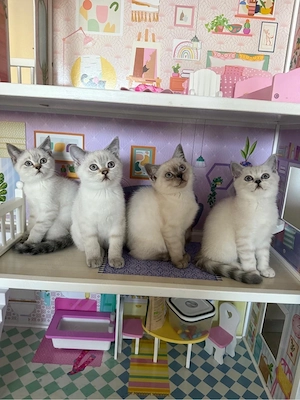 BKH Britisch Kurzhaar Kitten Katzen 