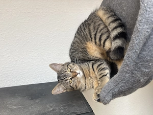 Zwei süße Katzen suchen ein liebevolles Zuhause   