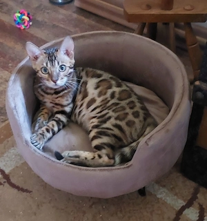  Bengalen 5 Monate alt 