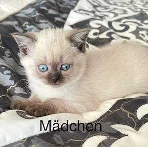 BKH Kitten suchen ein neues Zuhause