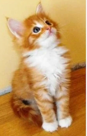 Zwei niedliche Maine-Coon-Kätzchen
